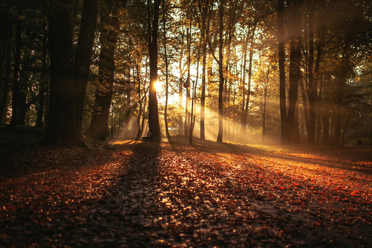 Bos tegen het zonlicht