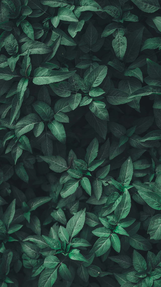 Groene bladeren van een plant