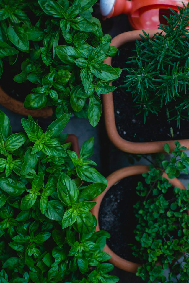 Groene kruidenplanten in potten