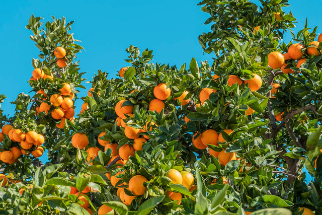 Sinaasappels tegen een blauwe lucht