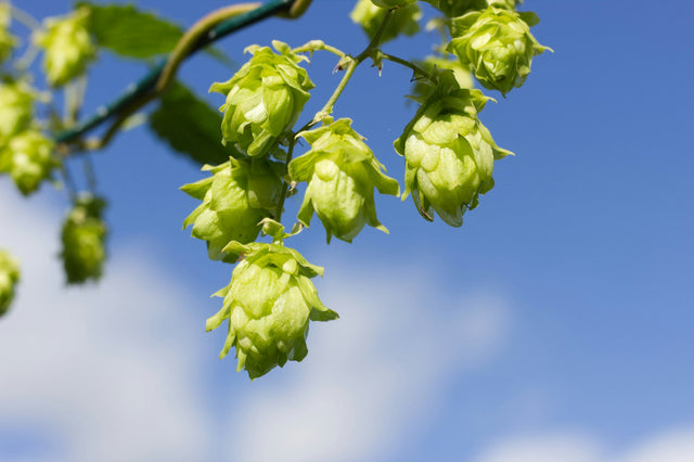 Jonge hopbellen (Humulus lupulus), een van de plantenextracten in Rustica