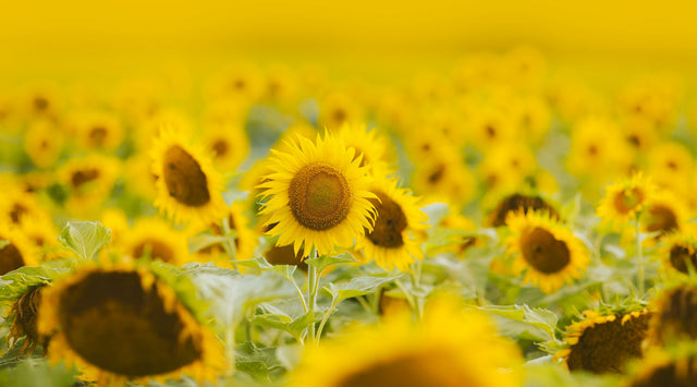 Zonnebloemenveld in de vroege ochtendzon