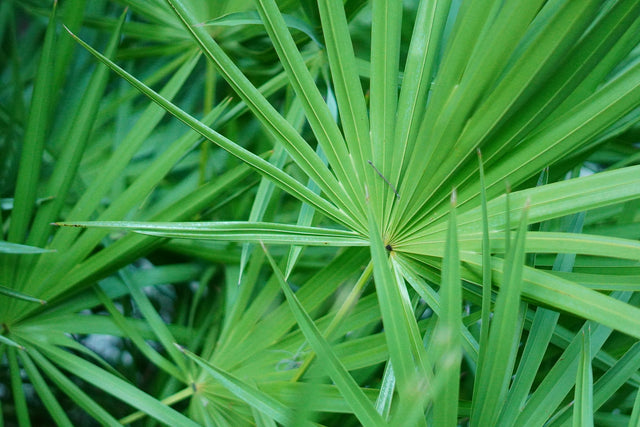 Zaagbladpalm (Serenoa repens), de basis van Prostaat Support