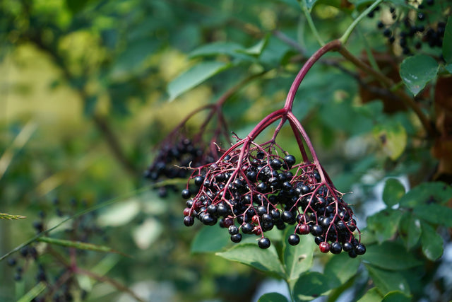 Vlierbessen (Sambucus nigra) aan een tak, een van de kruidenextracten in Bronto