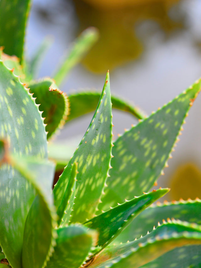 Close-up van de vlezige bladeren van de aloë vera plant