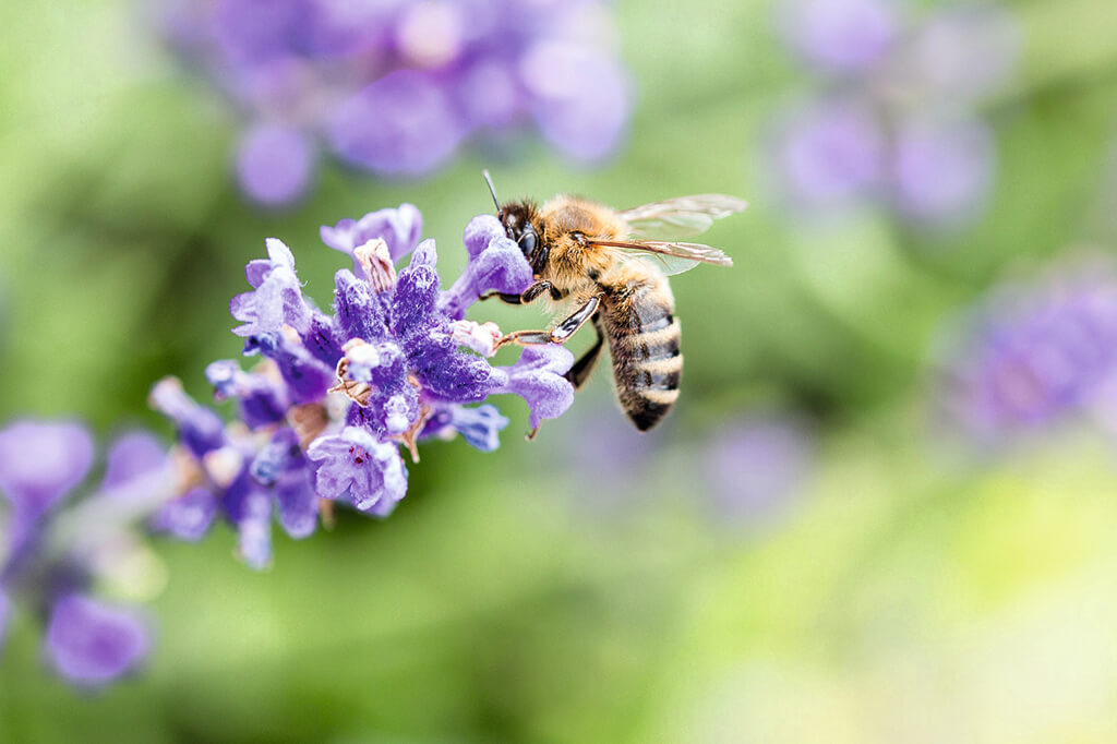 Bijenpollen en Propolis